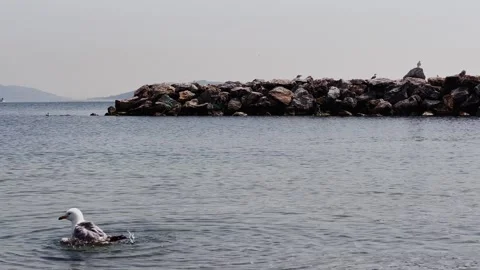 Seagull Dance on the Shore – 4K Slow Motion Coastal Scene Stock Footage 307583334