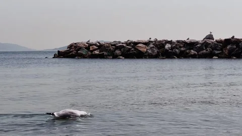 Seagull Dance on the Shore – 4K Slow Motion Coastal Scene Stock Footage 307583339