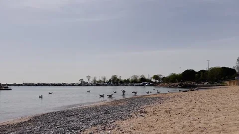 Seagull Dance on the Shore – 4K Slow Motion Coastal Scene Stock Footage 307583342