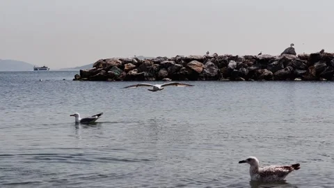 Seagull Dance on the Shore – 4K Slow Motion Coastal Scene Stock Footage 307583354