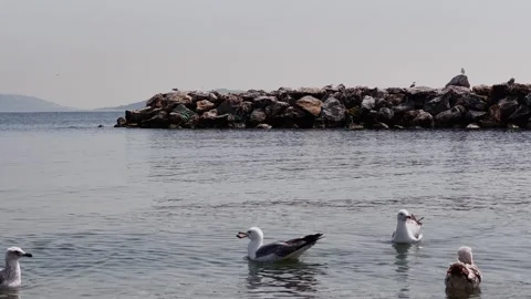 Seagull Dance on the Shore – 4K Slow Motion Coastal Scene Stock Footage 307583360