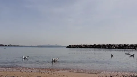 Seagull Dance on the Shore – 4K Slow Motion Coastal Scene Stock Footage 307583396