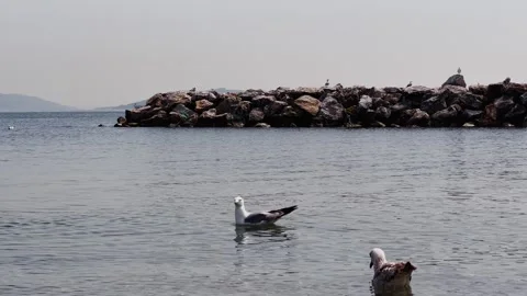 Seagull Dance on the Shore – 4K Slow Motion Coastal Scene Stock Footage 307583411