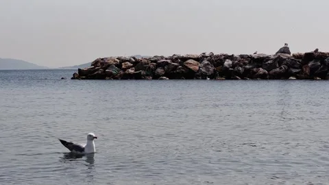 Seagull Dance on the Shore – 4K Slow Motion Coastal Scene Stock Footage 307583439