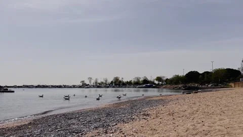 Seagull Dance on the Shore – 4K Slow Motion Coastal Scene Stock Footage 307583447