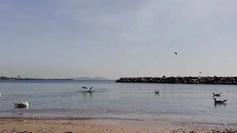 Seagull Dance on the Shore – 4K Slow Motion Coastal Scene Stock Footage 307583451