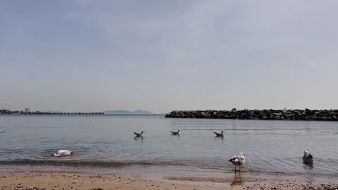 Seagull Dance on the Shore – 4K Slow Motion Coastal Scene Stock Footage 307583458