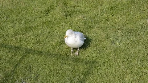 Seagull 'dancing' for worms Video stock 86512610