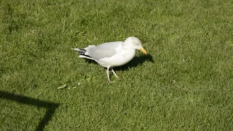 Seagull 'dancing' for worms Video stock 86512643
