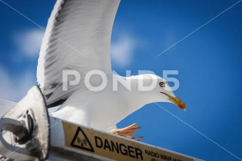 Seagull on the danger sign Stock Photos