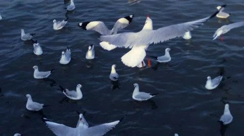 Seagull In Dark Blue Sea 스톡 동영상 37809121