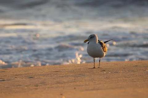 Seagull at dawn Stock Photos