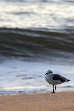 Seagull at dawn. Stock Photos