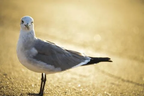 Seagull at dawn Stock Photos