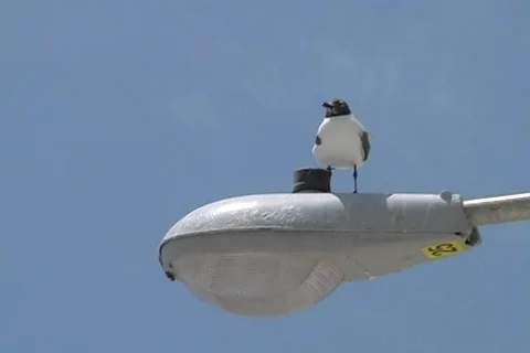 Seagull defends his territory Stock Footage 509386