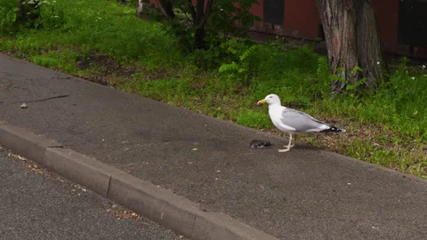 Seagull devours mouse on asphalt in urban sleeping district Stock Footage 277953983