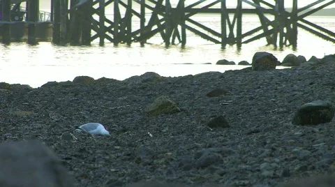 Seagull digging in rocks by pier at sunset Stock Footage 558408