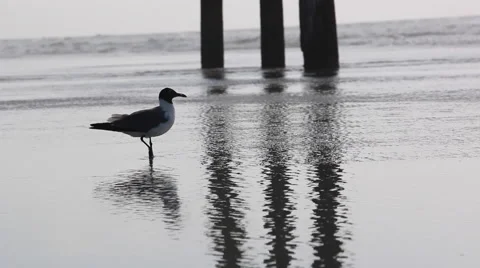 Seagull Digging Through Sand in Surf - Beach, Nature Stock Footage 55305725
