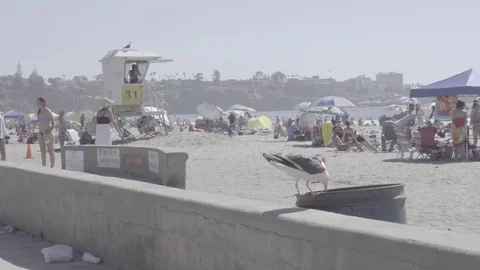 Seagull Digging into Trash Can at the Beach 스톡 동영상 83610614