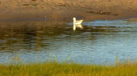 Seagull digs for clam; 1 Stock Footage 8922332
