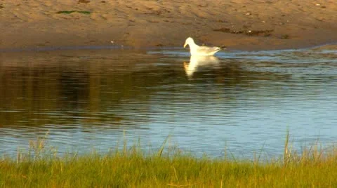 Seagull digs for clam; 2 Stock Footage