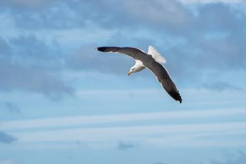Seagull in a Dive through a Cloudy Sky Stock Photos