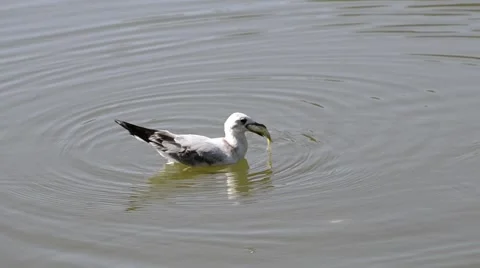 Seagull dives and eats the fish Vídeo Stock 67478745