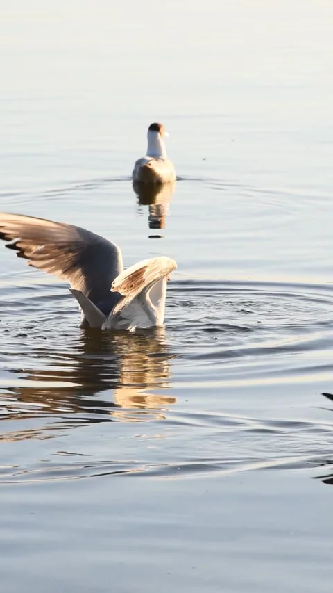 Seagull dives for fish Stock Footage 243769183