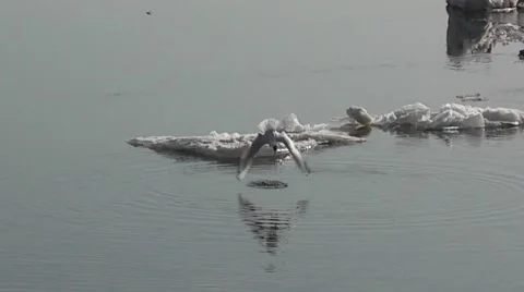 Seagull dives Vídeos de archivo 51366165