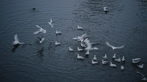 The seagull dives into river for a fish with a splash. Filmed on RED 4K, 10 bit Stock Footage 123859952