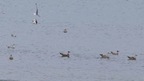 Seagull Diving Among Floating Gulls in Coastal Waters Stock Footage 314353687