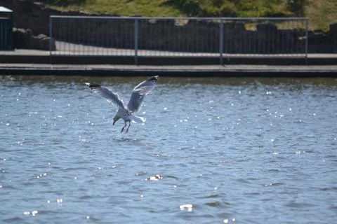 Seagull diving to catch a fish Stock Photos