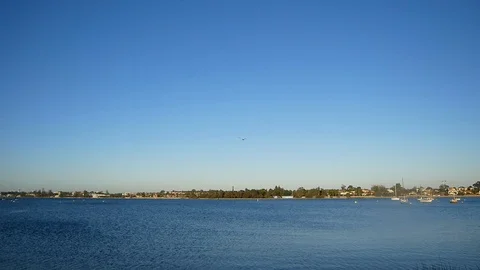 Seagull diving for fish in river slow motion Stock Footage 100070778