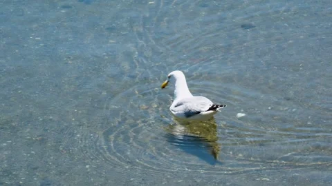 Seagull Diving for Prey in Shallow Water Stock Footage 337188007