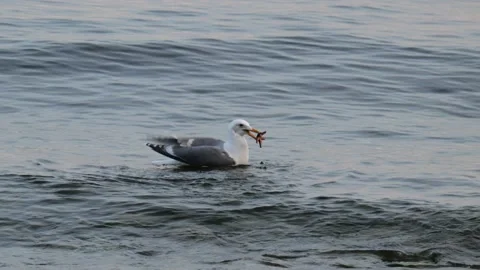 Seagull Diving For Starfish Video stock 194885674
