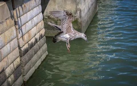 A seagull diving in the water to catch fish Foto stock
