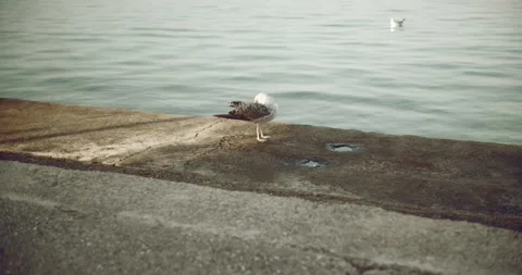 Seagull on a dock cleaning feathers Vidéo 141745236
