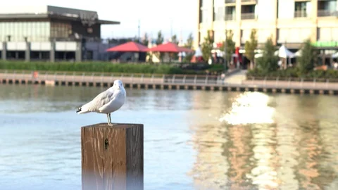 A seagull on a dock in Cleveland, Ohio Stock Footage 129274017