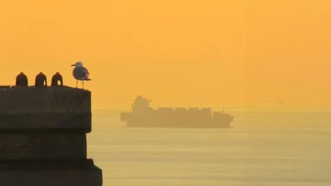 A seagull on a dock with a distant ship, symbolizing freedom and distance. Foto stock