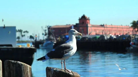 SEAGULL ON DOCK Video stock 912912