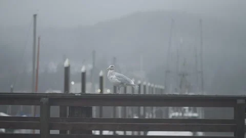Seagull at Dock Stock Footage 245572114