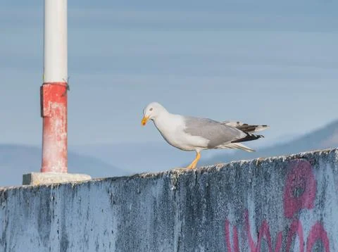 Seagull on the dock Larus michahellis Foto stock