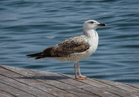 Seagull on the dock Foto stock