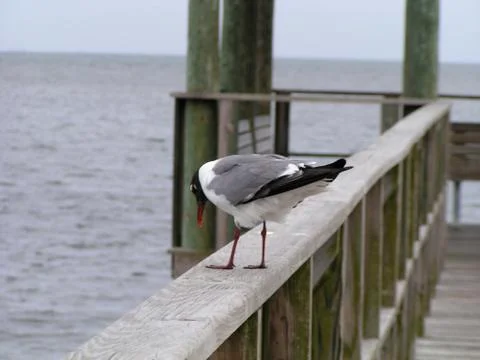 Seagull on a Dock Stock Photos