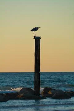 Seagull on dock pole Фото
