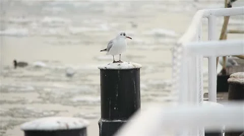 Seagull on Dock Winter 01 Stock-Footage 10751356