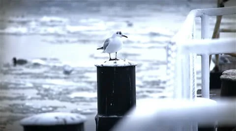 Seagull on Dock Winter 02 스톡 동영상 10751367