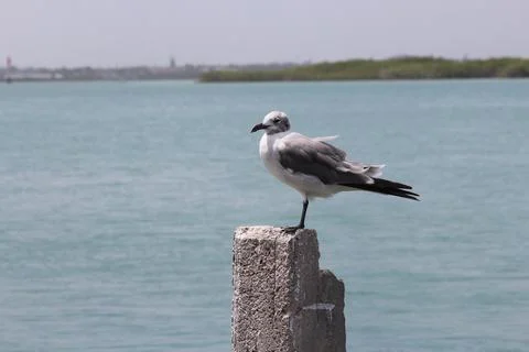 Seagull at the docks Stock Photos