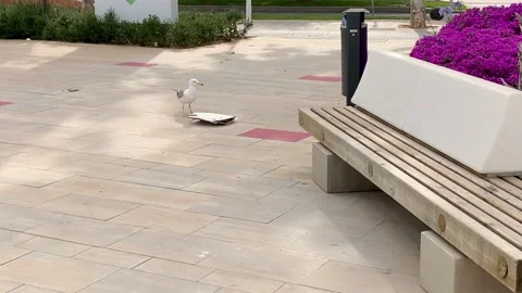 Seagull dragging an empty pizza box thrown on the street Stock Footage 131480656