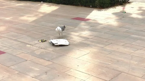 Seagull dragging an empty pizza box thrown on the street Stock Footage 131480792